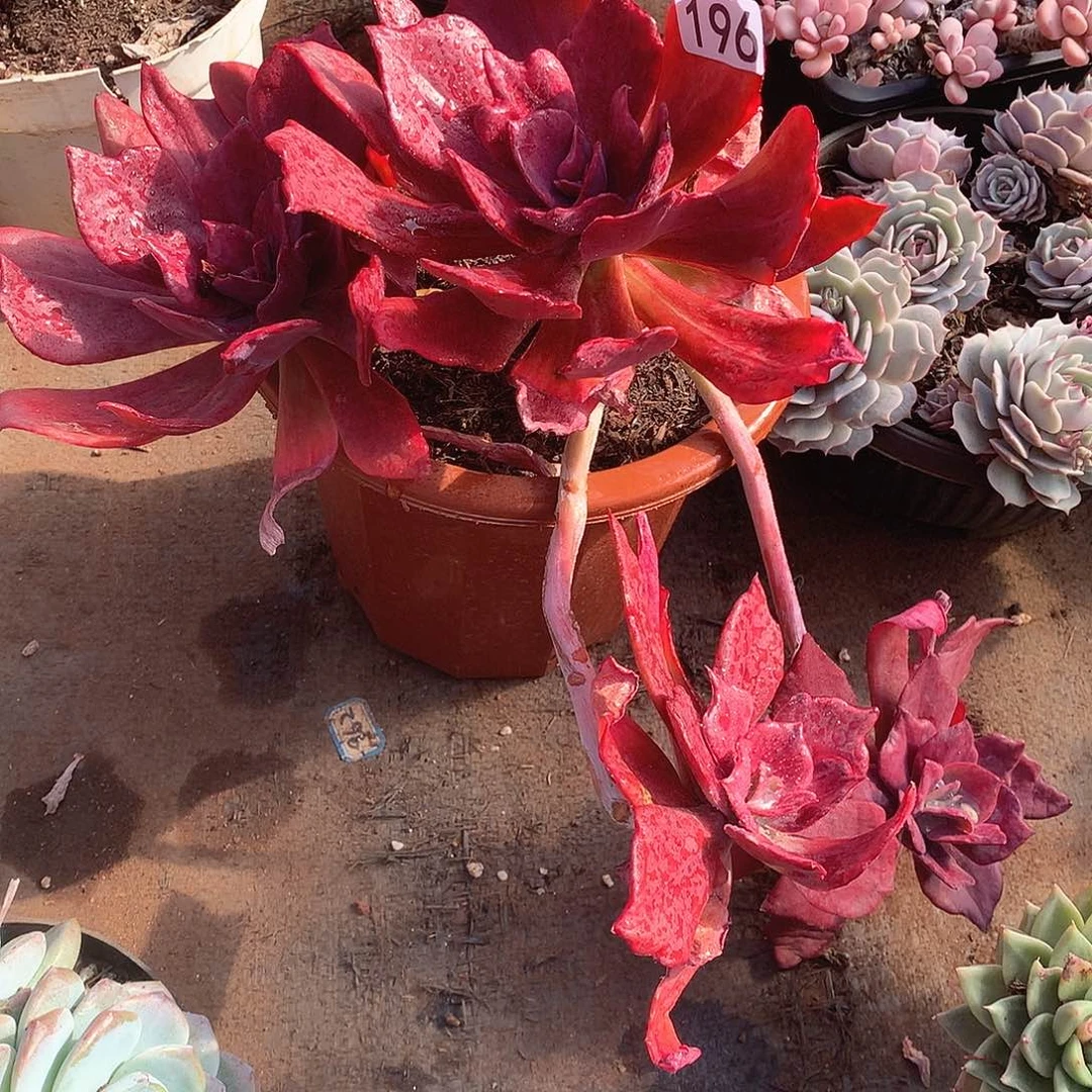 196 一物一拍多肉