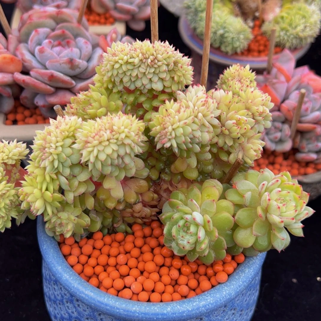 新年快乐 新年快乐 新年快乐