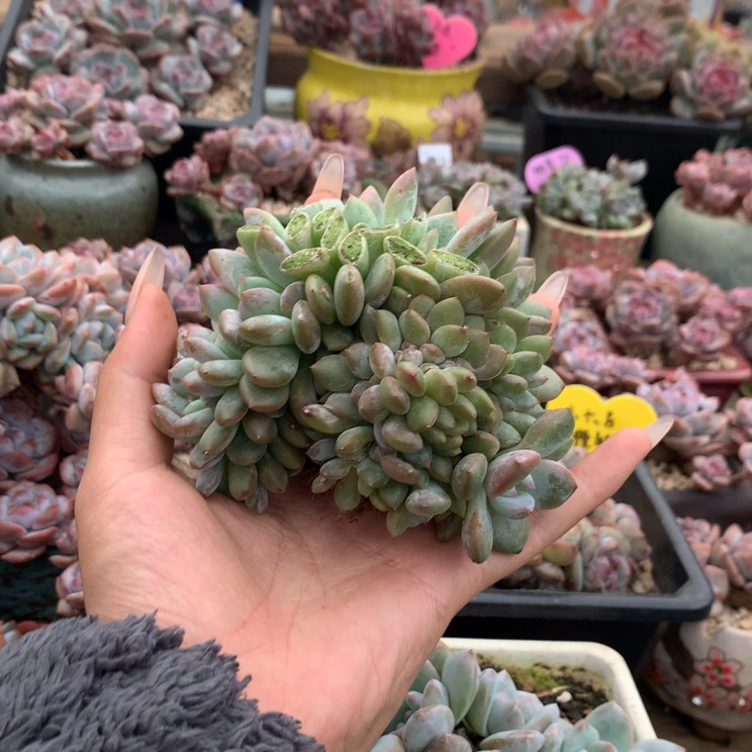 石榴籽缀朵花花花花