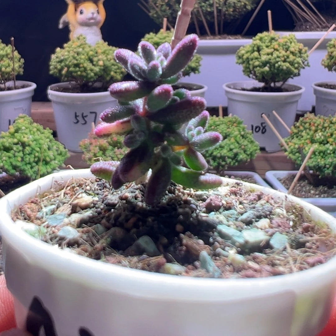 439红宝石锦一物一拍包开箱