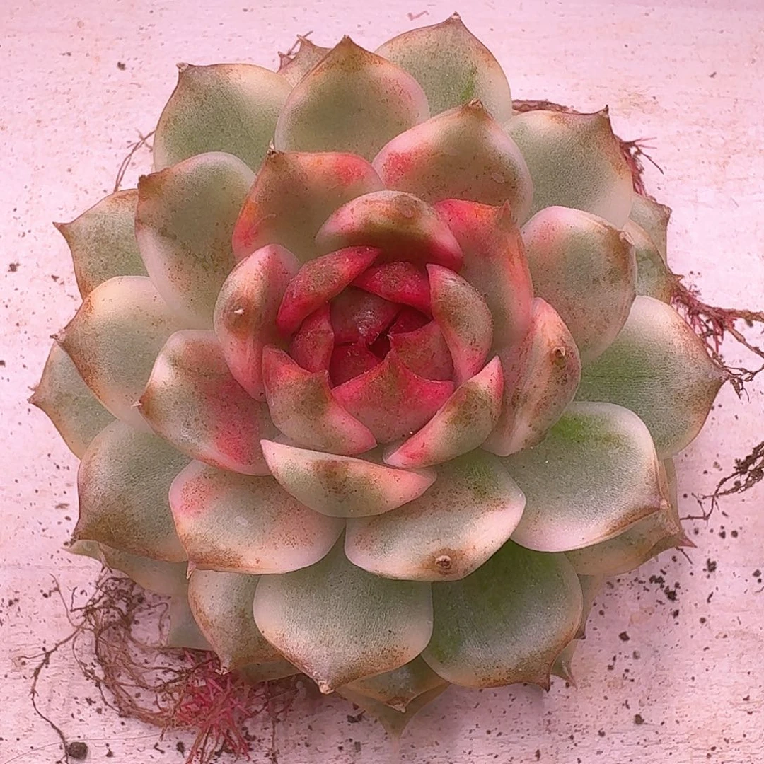 黑水晶锦多肉植物