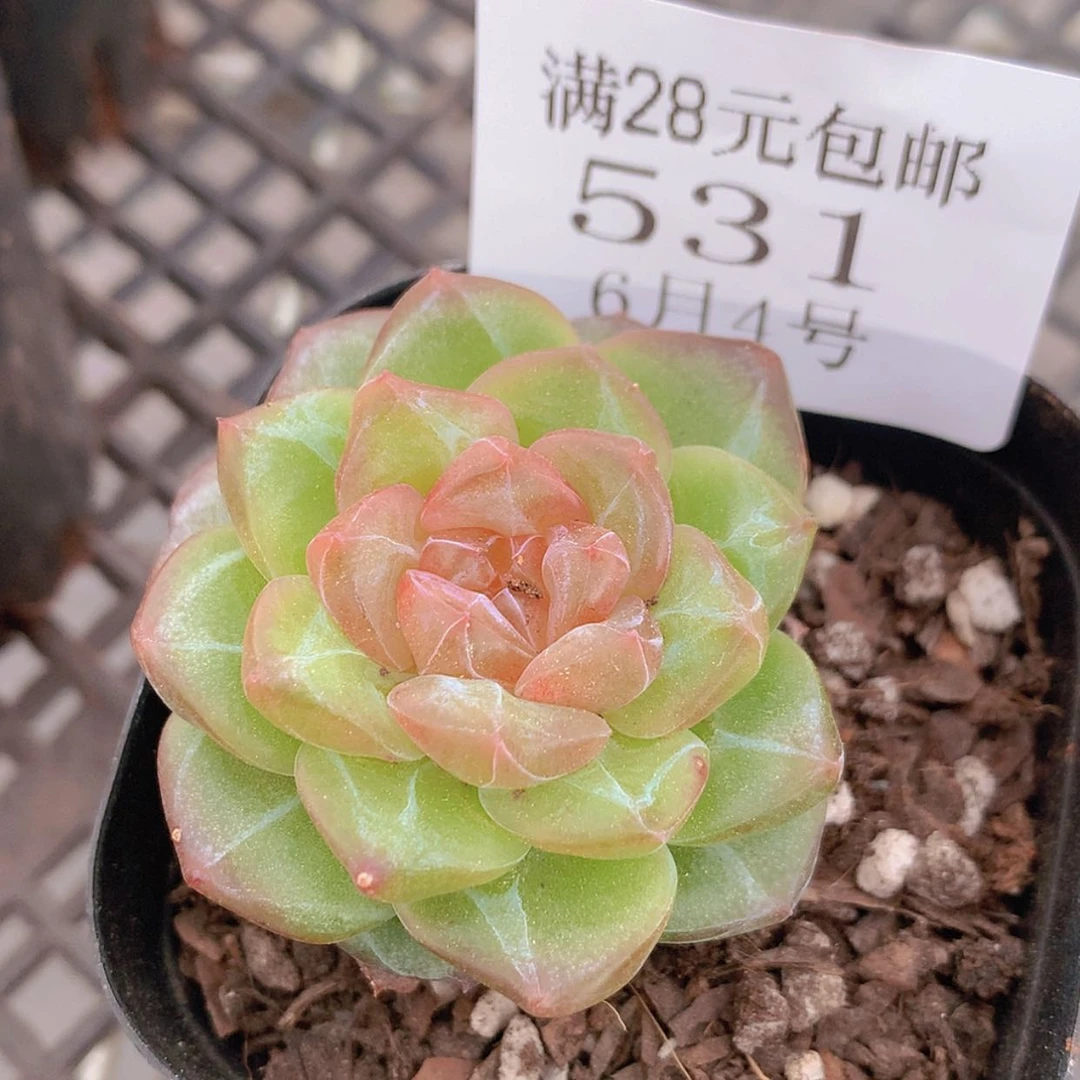 【闪购商品】云531号
