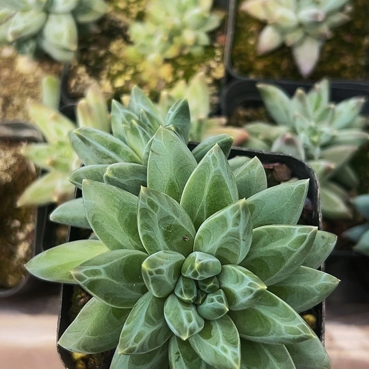 1颗美人系列多肉植物