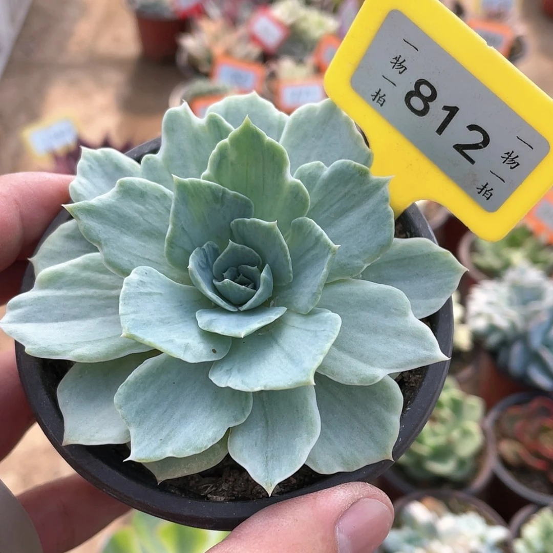 【闪购商品】无花朵812