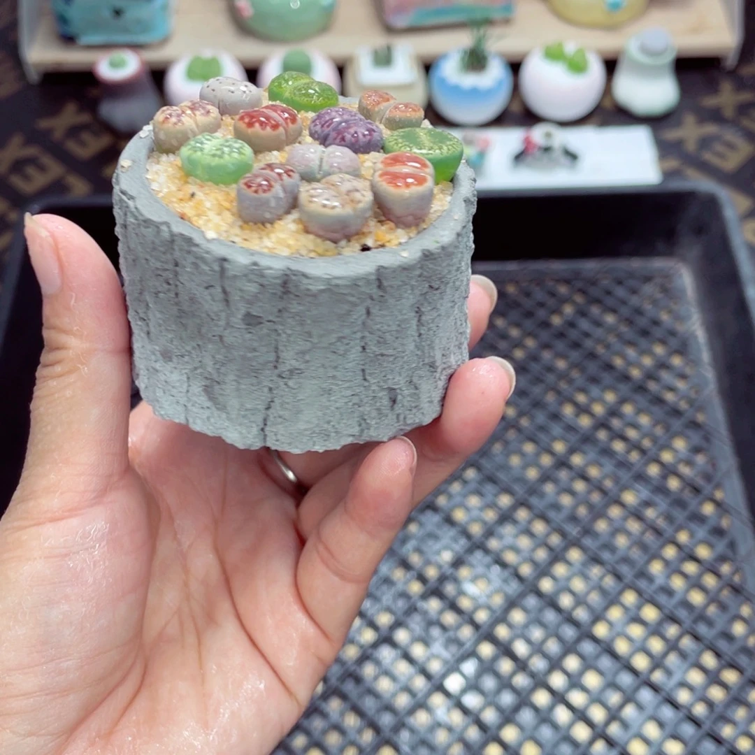 w6196 开播福利 带盆土发货一物一拍