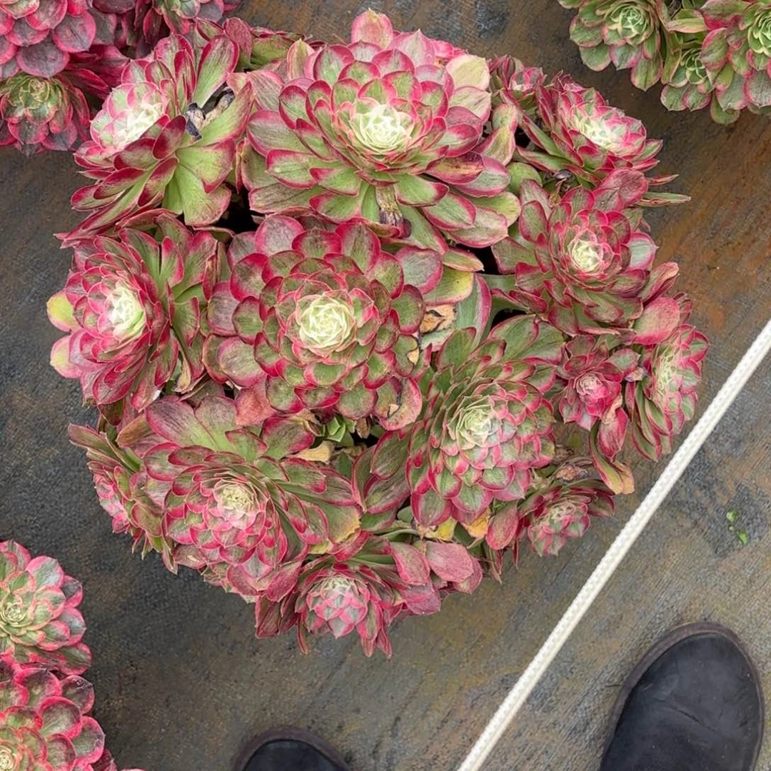 电***号云南多肉植物孔雀翎