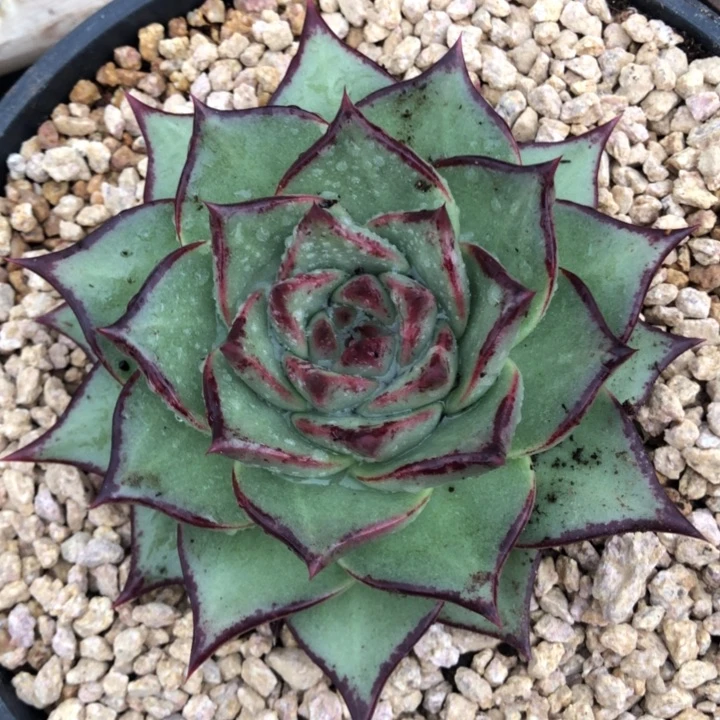 底色干净圆宽叶111111111111