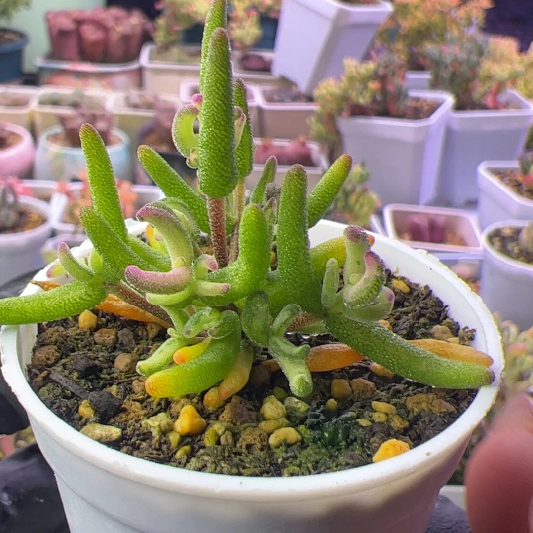 多肉植物枝干彩虹卷