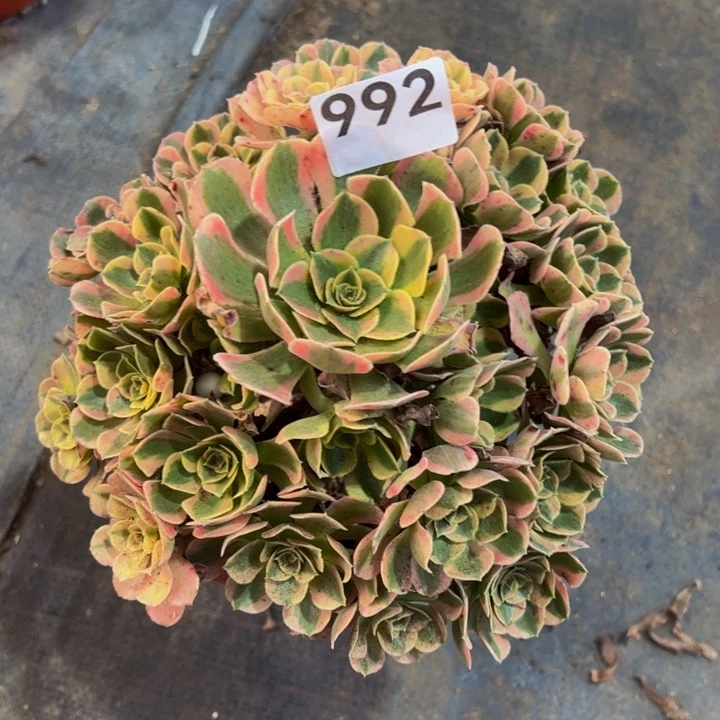 白***天妖月992222222222