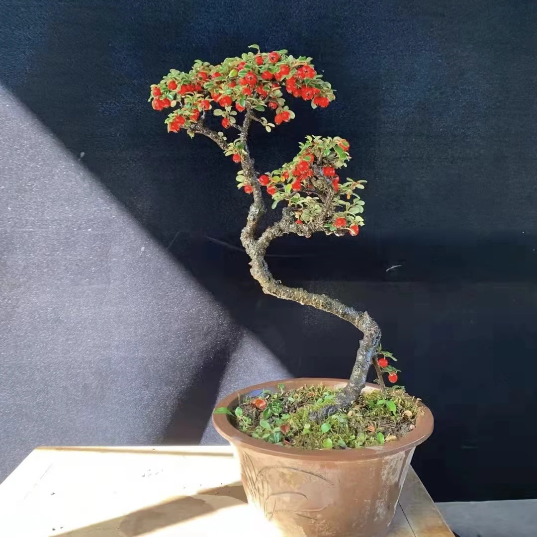 荀子盆景批发零售