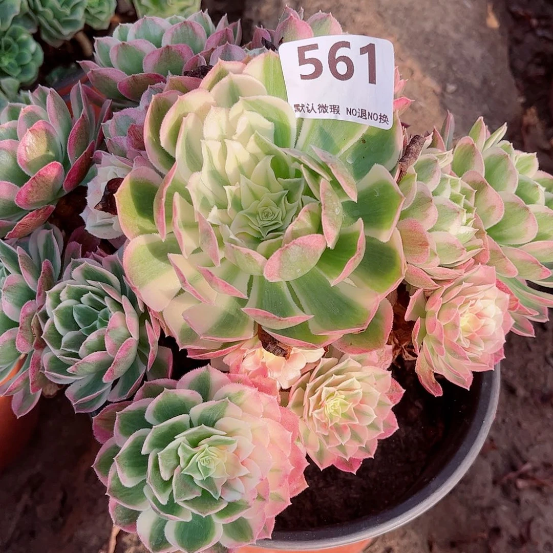 无花朵多肉植物561