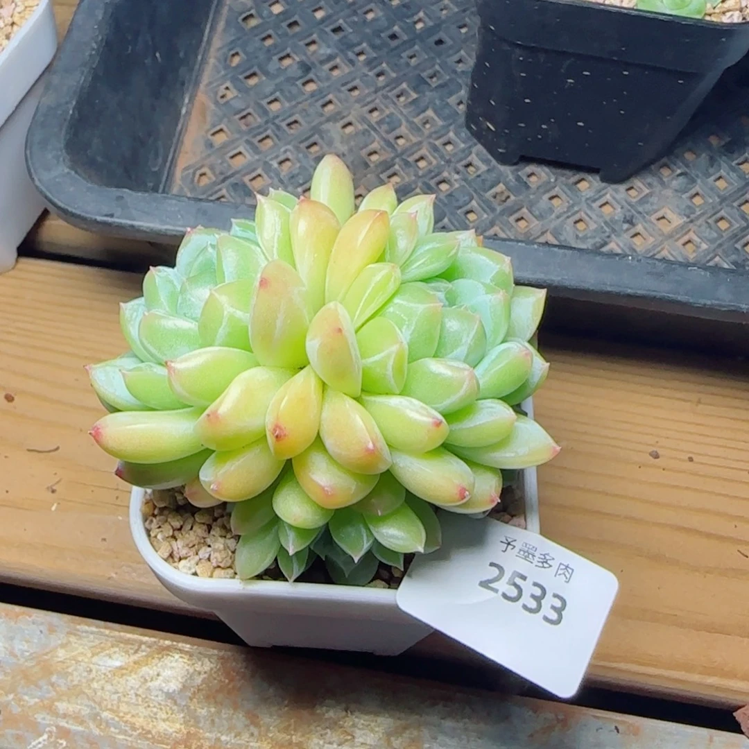 孤品，2533多肉植物