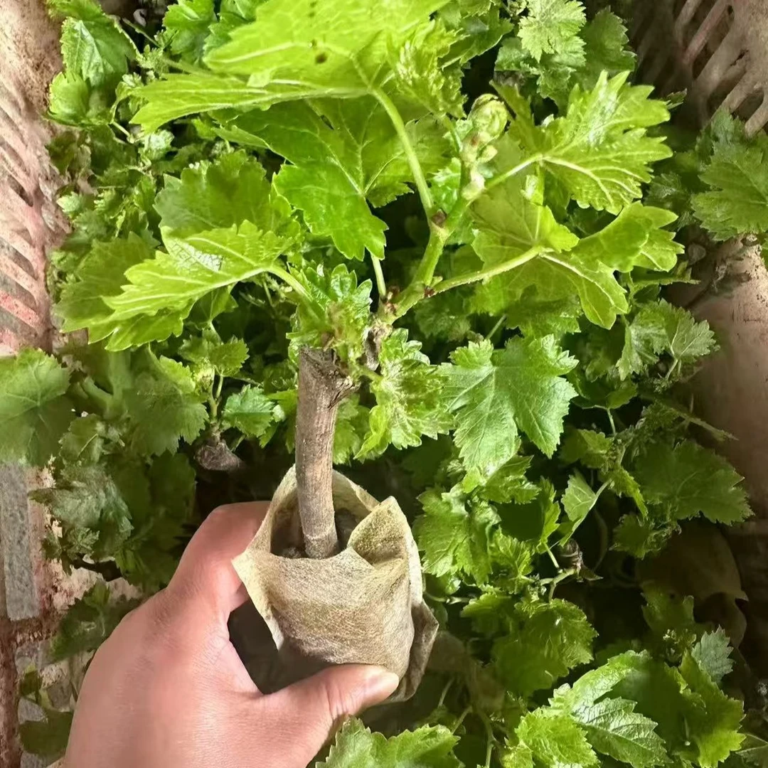 巨峰葡萄树苖特大夏黑蓝宝石阳光玫瑰红提葡萄苗北南方种植果树苗