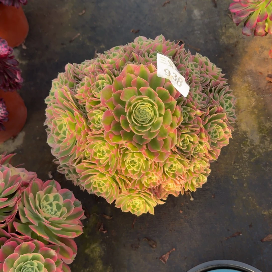 用****4多肉植物938白凤