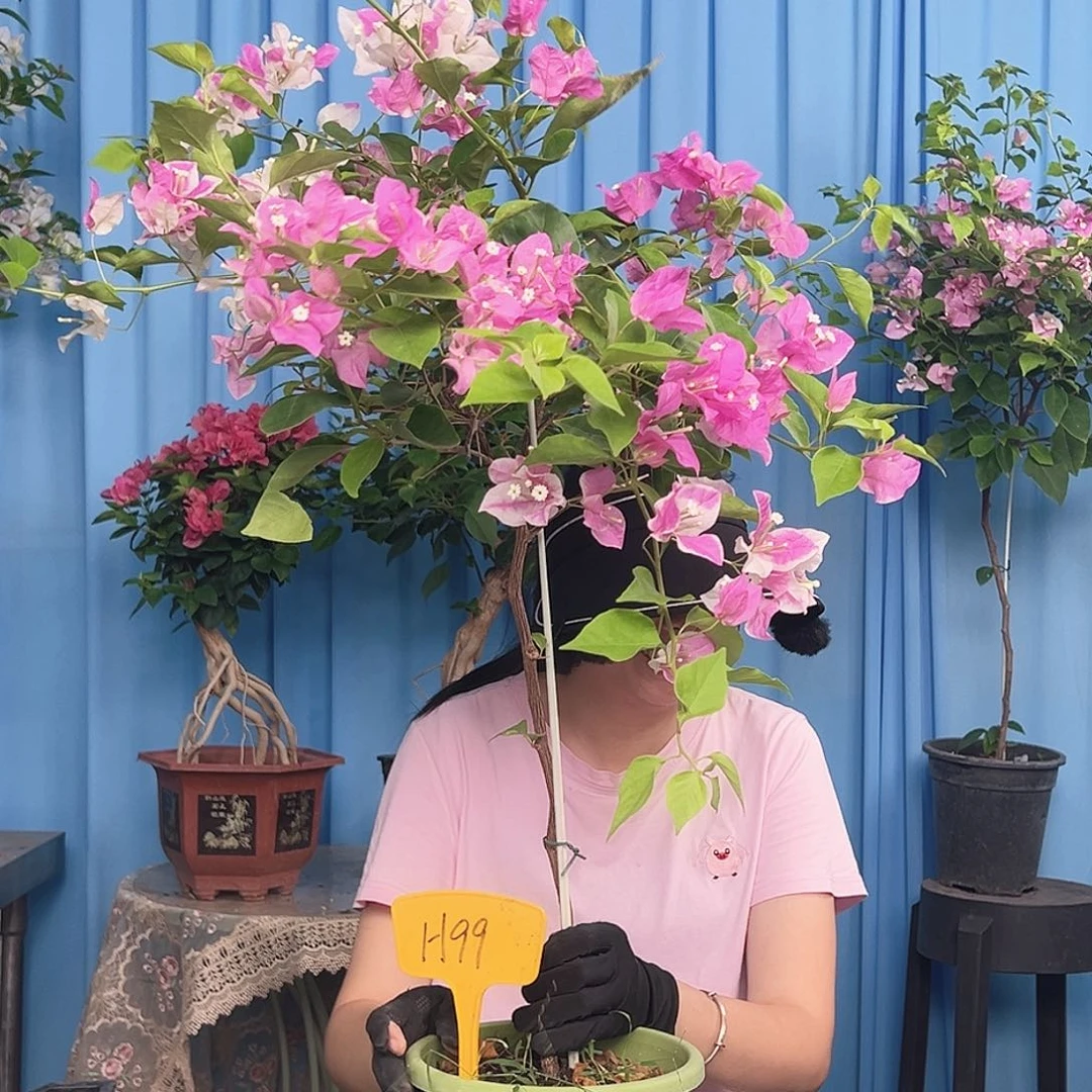 吕***吕大部分开放少量花苞H99漳红樱