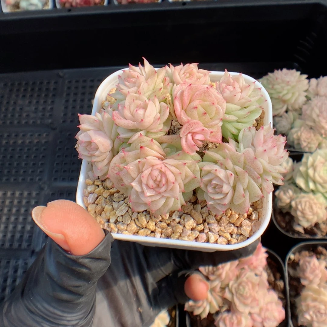 丶*雨多肉植物。 麦秆带盆土