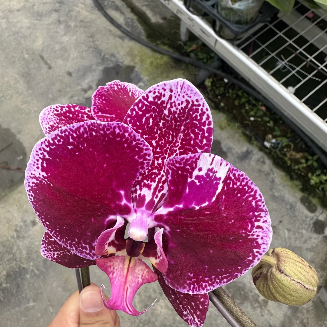 【一串红3.5寸】蝴蝶兰鲜花盆栽