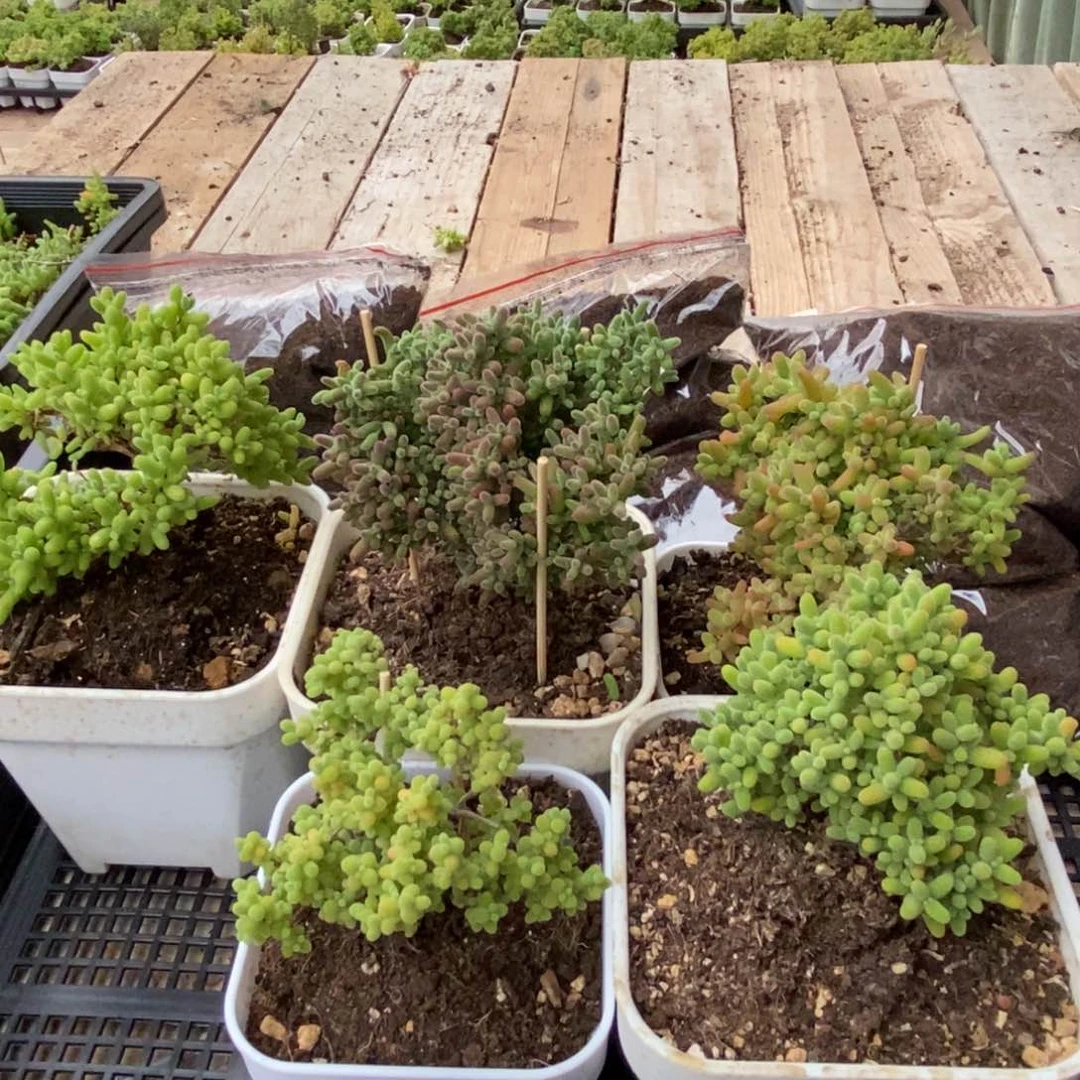 枝干番杏多肉植物266