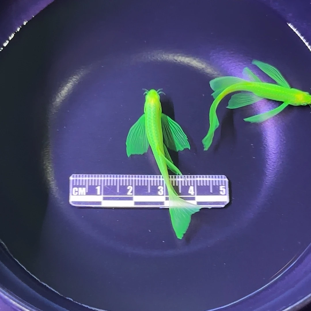 斑马鱼蝶翼斑马绿种鱼2条