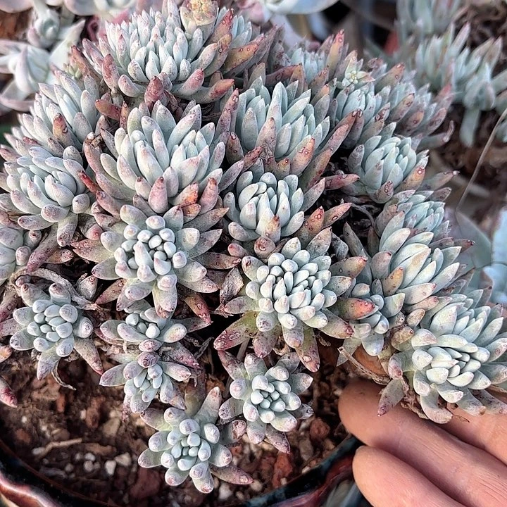 仙女杯多肉植物提取