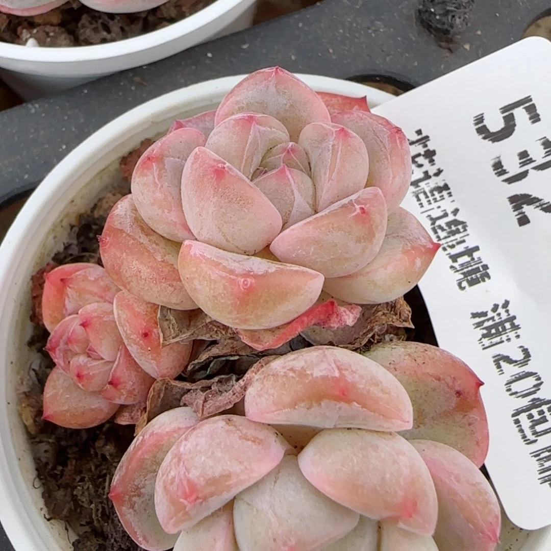 花语逸境0213-532