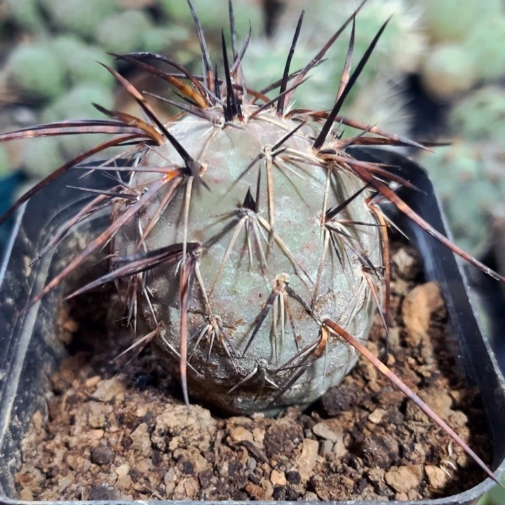 金***1紫皮鹅蛋习志野落地生根