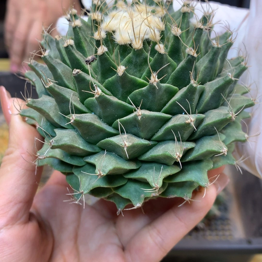 苗接 帝冠 整体9公分 无根无木心