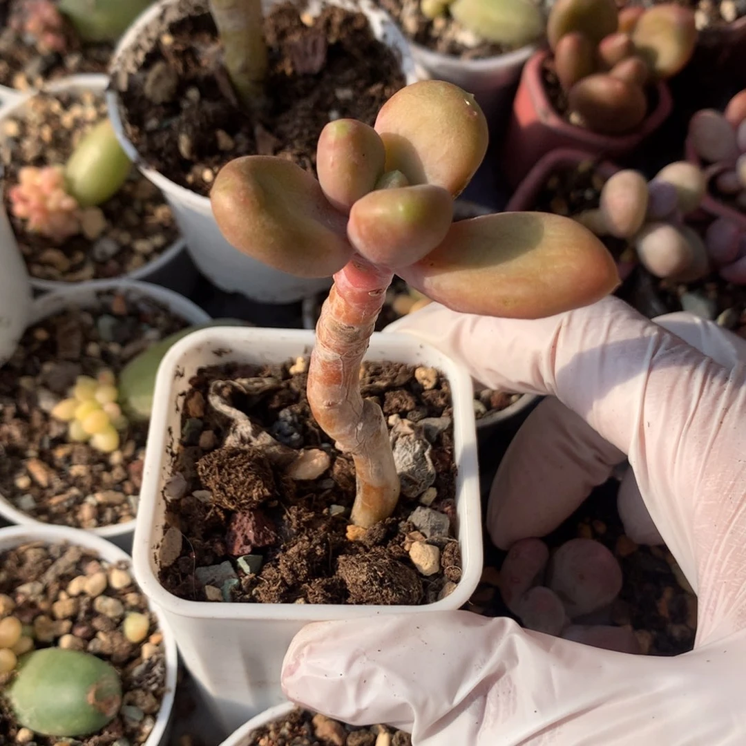 乌里韦亚乌里韦亚乌里韦亚