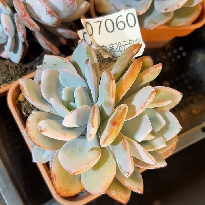 幸运的是我还在等你的