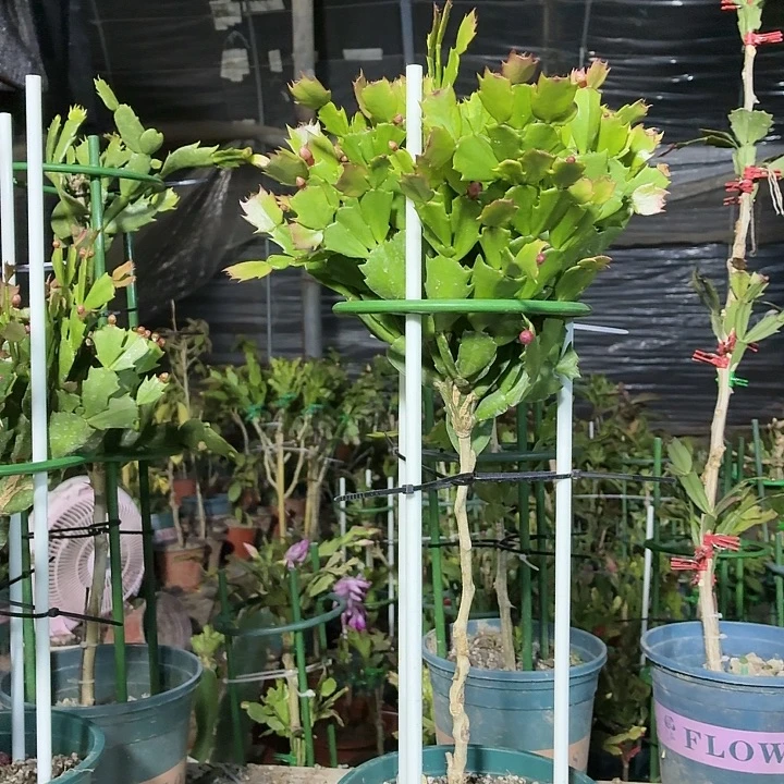 无花朵开播第一盆大头蟹