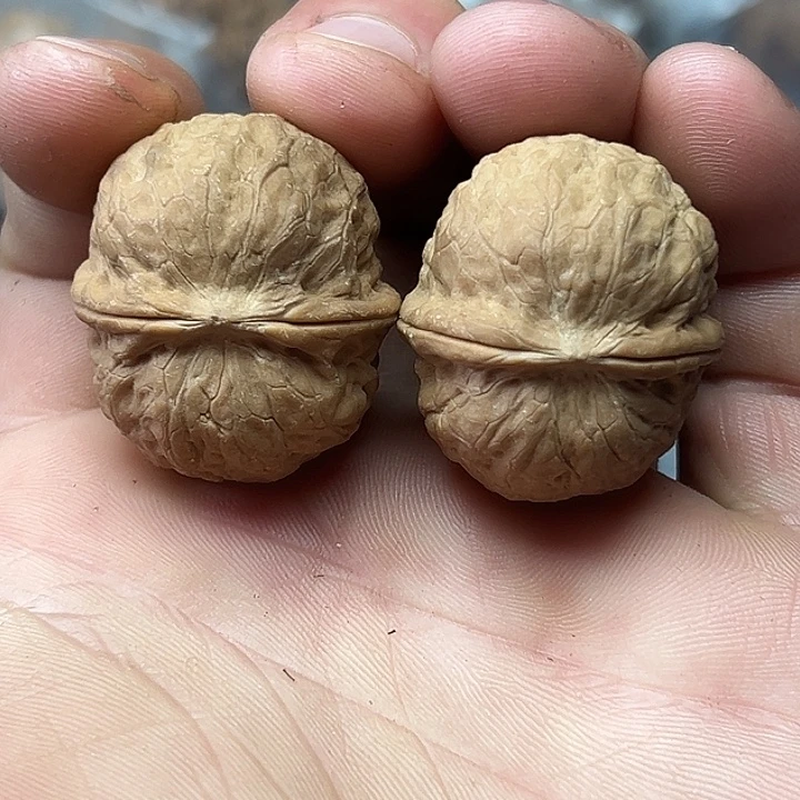 核桃7号红蝶32尺