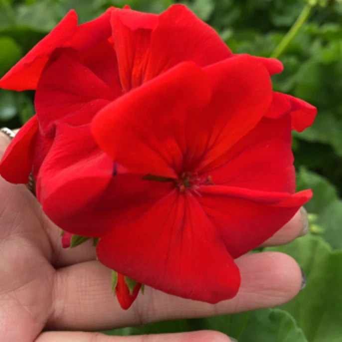 （国旗红）天竺葵盆栽花卉