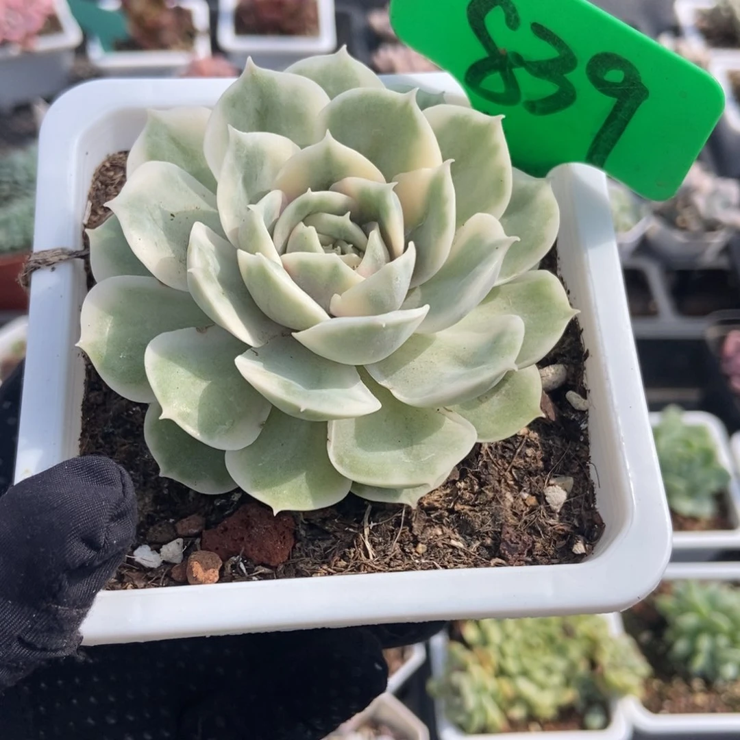 839昂锦多肉植物保护