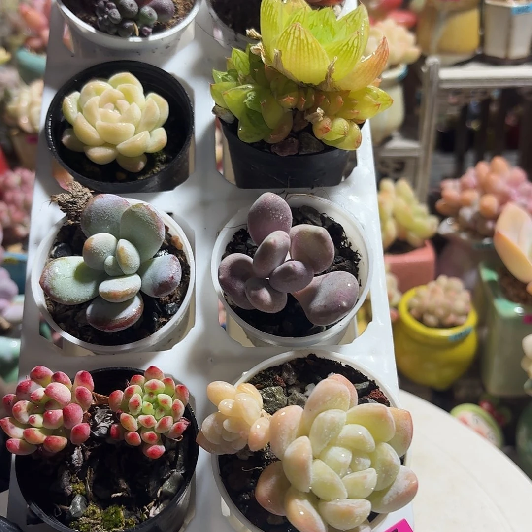 框拍一物一拍编号137