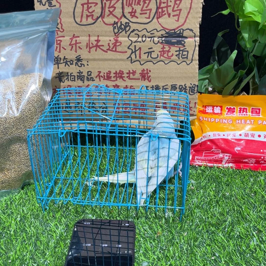 我***兽虎皮鹦鹉金彩虎皮鹦鹉一只，一物一拍不退换竞拍