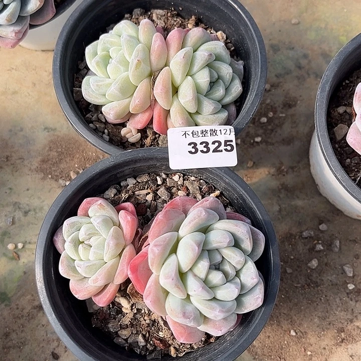 阿雅园艺。     3325两颗