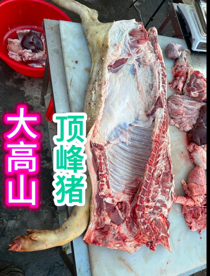土猪高山跑山猪纯野养黑猪藏香猪黑金猪大肥猪