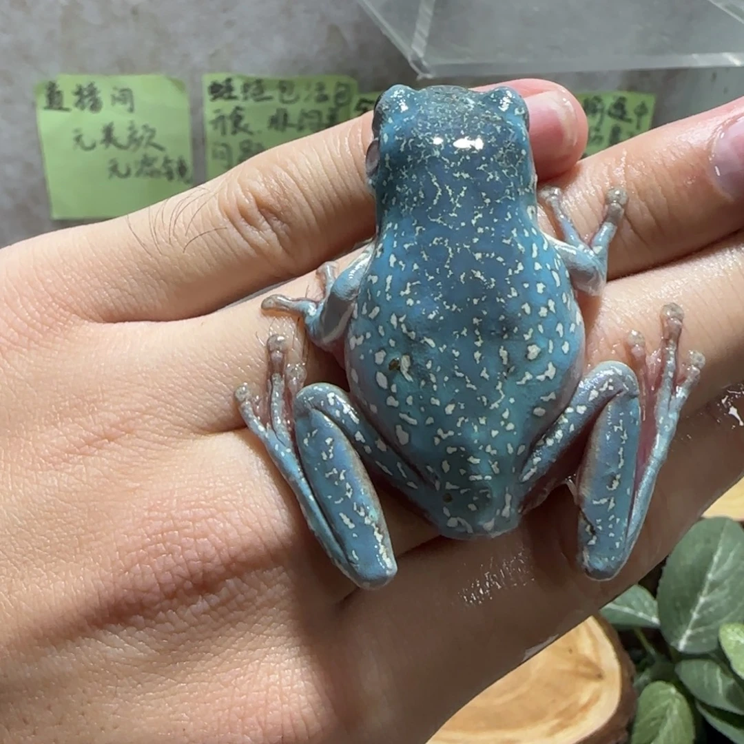 老爷树蛙4 顶级暴雪