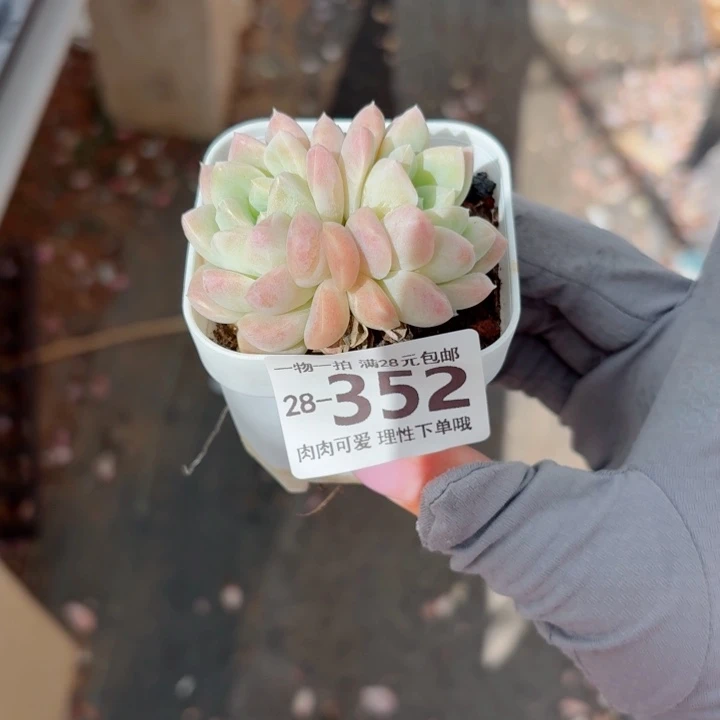 C***l奶油美人无盆土发货无盆土发货