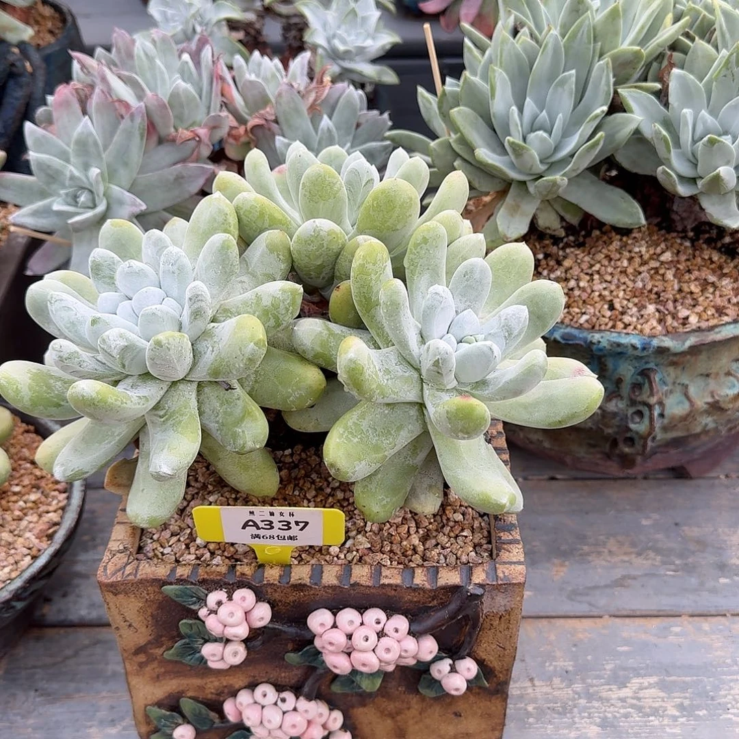 冰***水多肉植物仙女杯A337