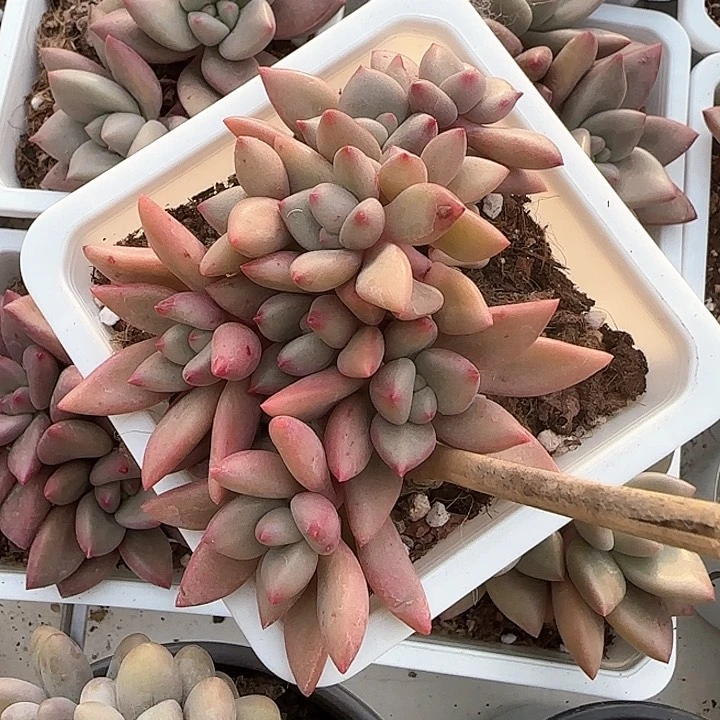 盈***笑青蛙王子儿童牙膏111