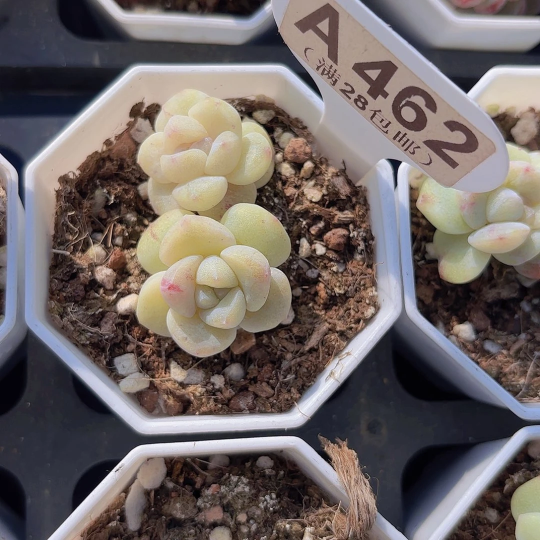 A462冰玉石化一物一拍