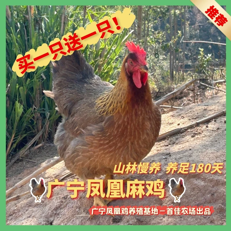 【腊鸭哥专属】 手工现宰 广宁凤凰麻鸡 散养180天 两只装（7-8斤）