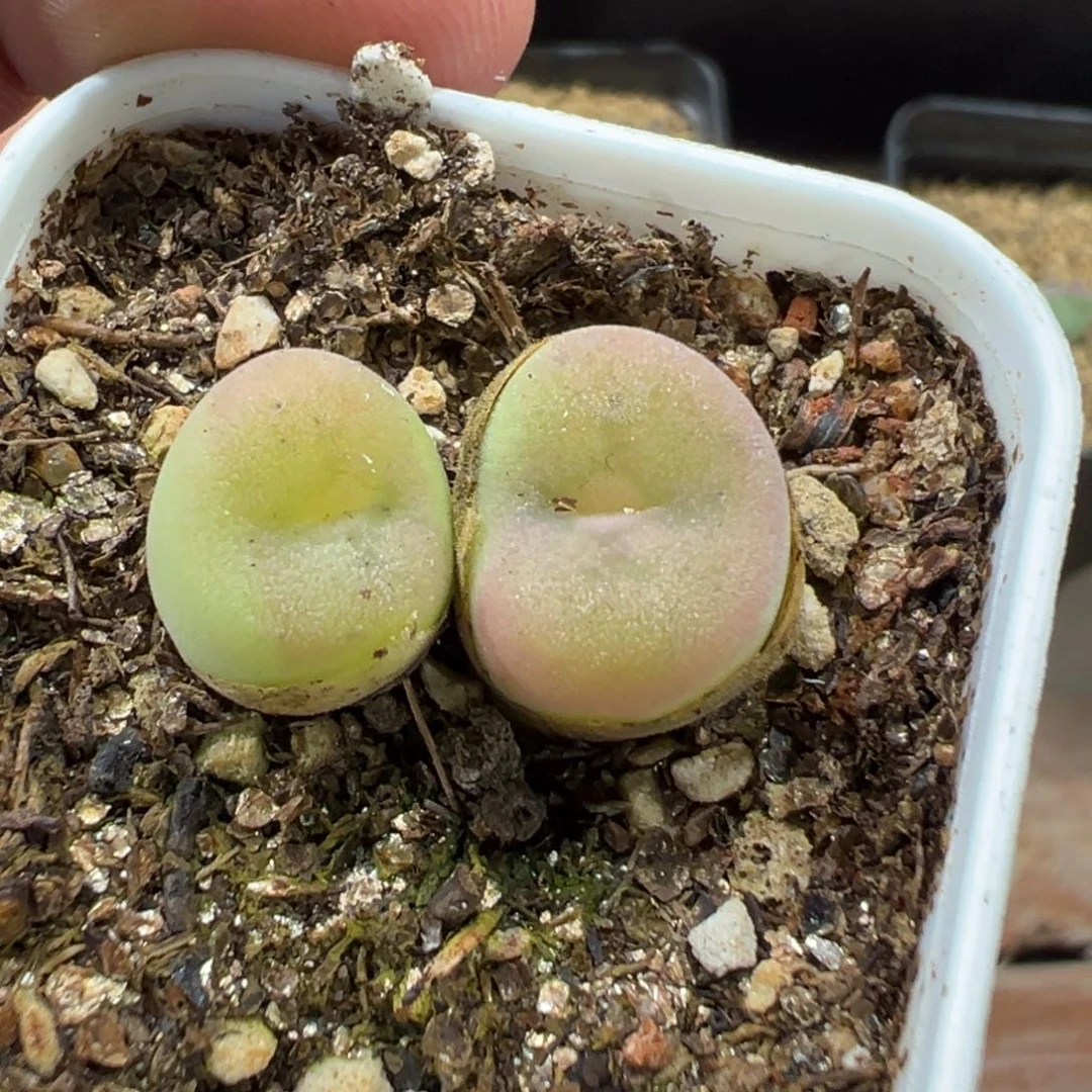 4-68空卡佛多肉植物，