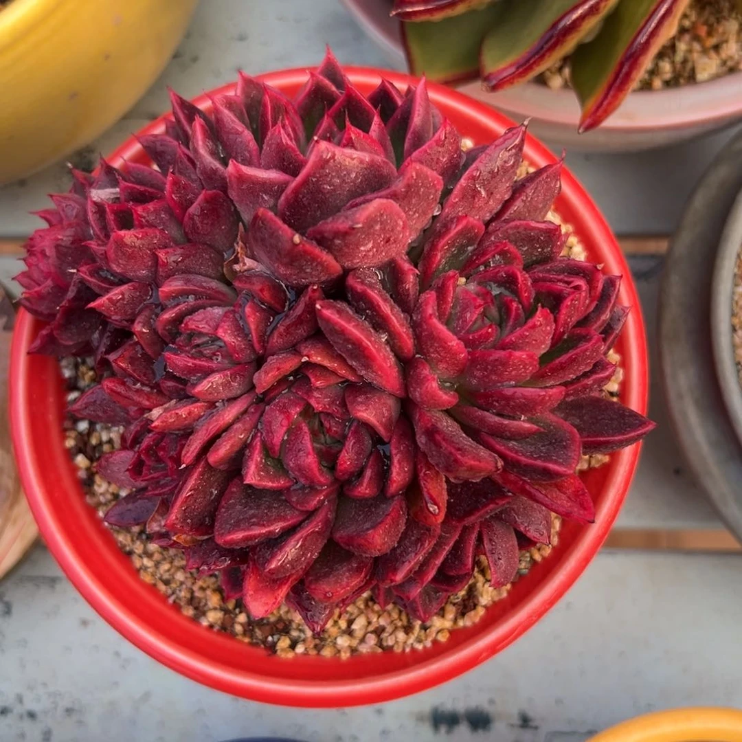 多肉一物一拍编号0121-宝石