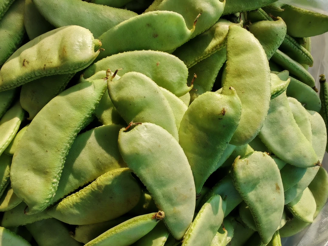 湖南大山里露天种植农家菜农家肥灌井水新鲜清香扁豆/峨眉豆
