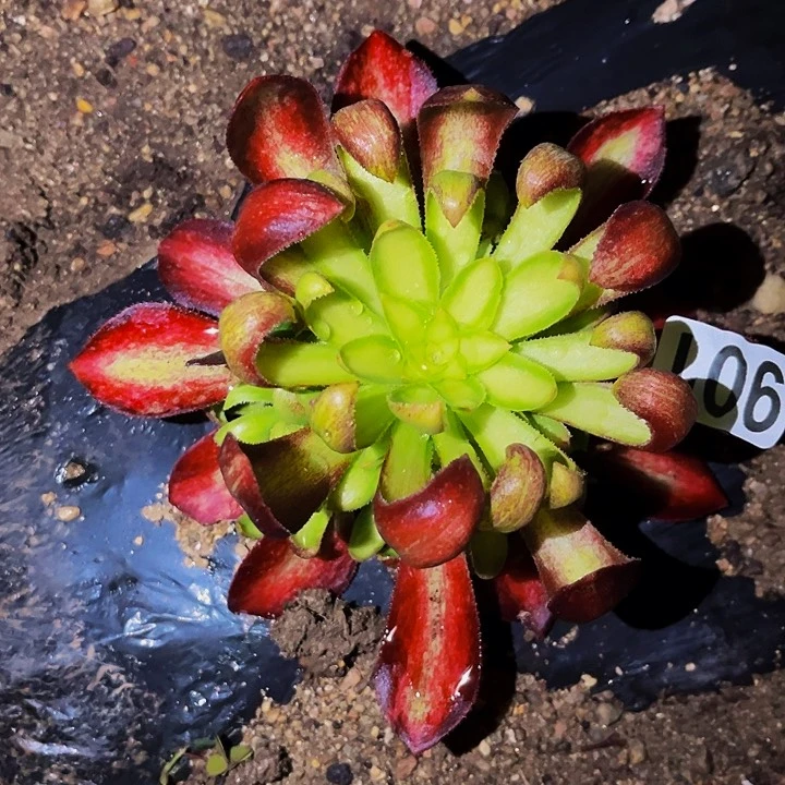 901韶华菊多肉植物