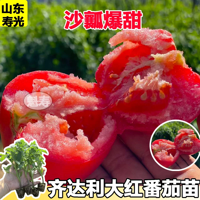 齐达利番茄苗大红番茄蔬菜种子西红柿苗早春四季阳台盆子包邮
