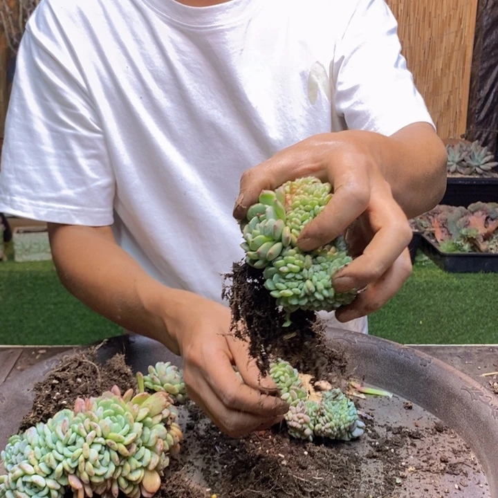 小***七920 号昂斯诺多肉植物