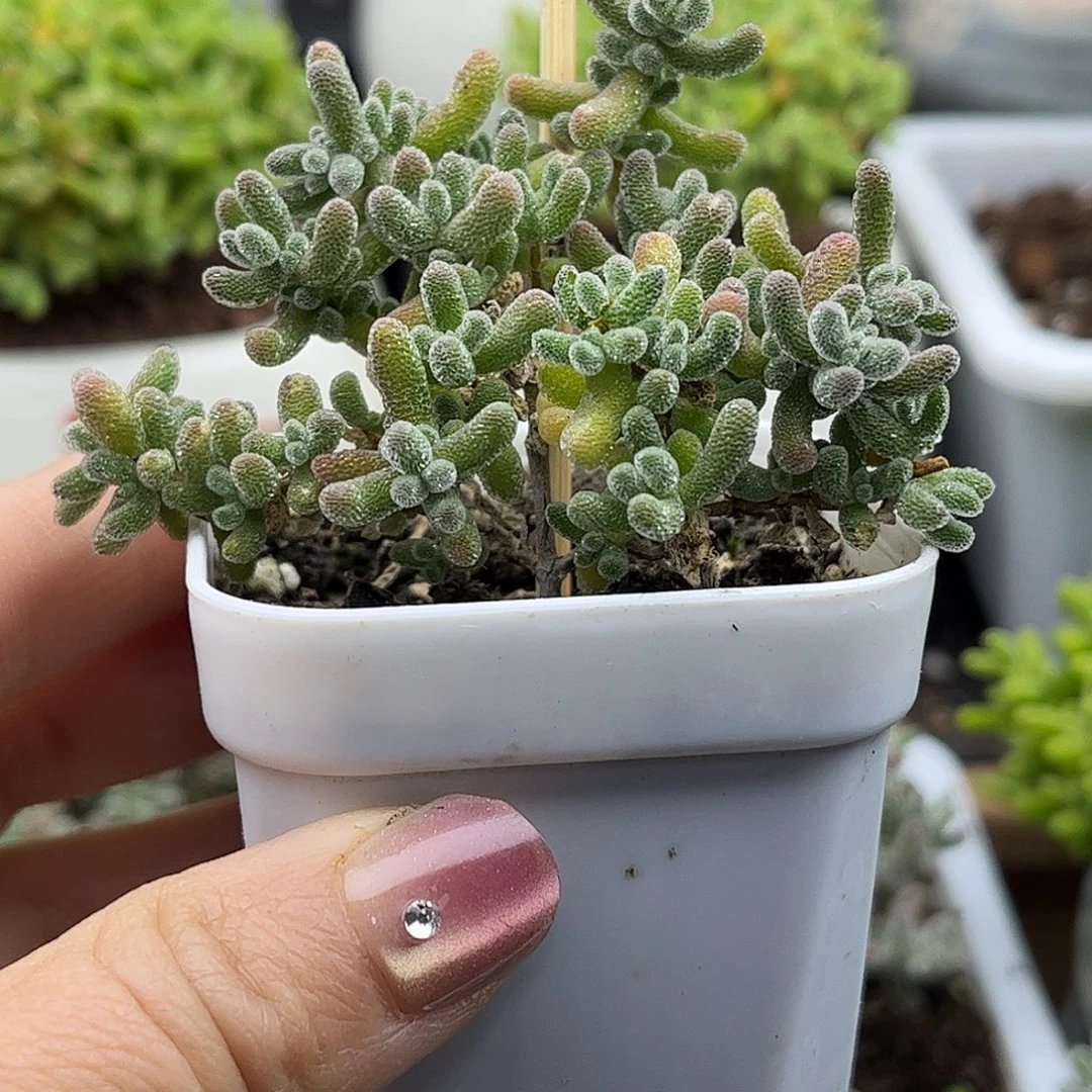 47冰晶优选枝干番杏